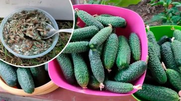 Як я щодня збираю 5–7 відер огірків навіть восени — ділюсь перевіреним підживленням