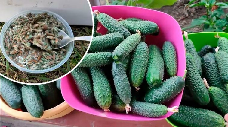 Як я щодня збираю 5–7 відер огірків навіть восени — ділюсь перевіреним підживленням