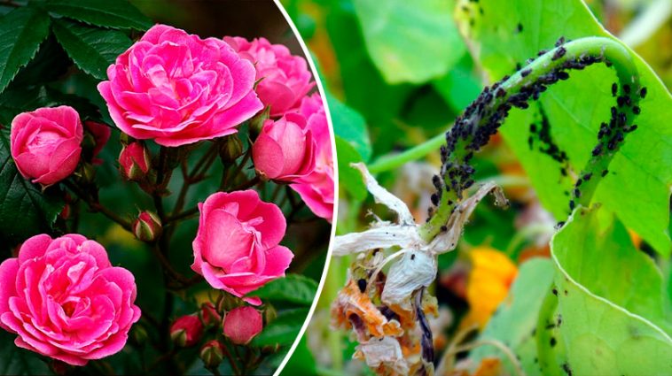 🪴 4 ефективні мильні розчини від попелиці, які врятують ваші рослини!