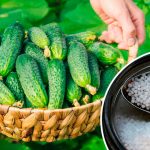 Недорого, просто й результативно! Лише ложка підживлення — і огірки не жовтіють, а щедро плодоносять!