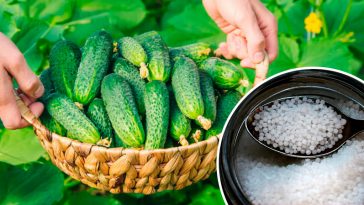 Недорого, просто й результативно! Лише ложка підживлення — і огірки не жовтіють, а щедро плодоносять!