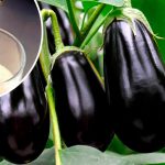 Секрети щедрого врожаю баклажанів у серпні: чим підживити для великих і соковитих плодів