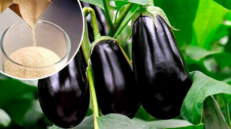 Секрети щедрого врожаю баклажанів у серпні: чим підживити для великих і соковитих плодів