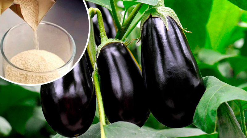 Секрети щедрого врожаю баклажанів у серпні: чим підживити для великих і соковитих плодів