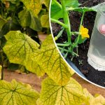 У спеку — найкраще підживлення для огірків, щоб не жовтіли і не сохли