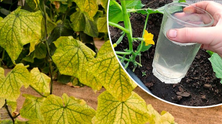 У спеку — найкраще підживлення для огірків, щоб не жовтіли і не сохли