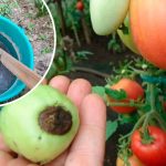 Готую домашнє кальцієве добриво з попелу та оцту – жодної вершинної гнилі на помідорах і перцях! Перевірено роками!