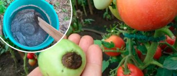 Готую домашнє кальцієве добриво з попелу та оцту – жодної вершинної гнилі на помідорах і перцях! Перевірено роками!