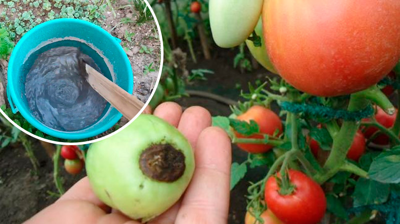 Готую домашнє кальцієве добриво з попелу та оцту – жодної вершинної гнилі на помідорах і перцях! Перевірено роками!