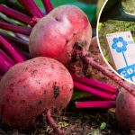 Полив буряків солоною водою — простий секрет для солодкого врожаю