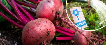 Полив буряків солоною водою — простий секрет для солодкого врожаю