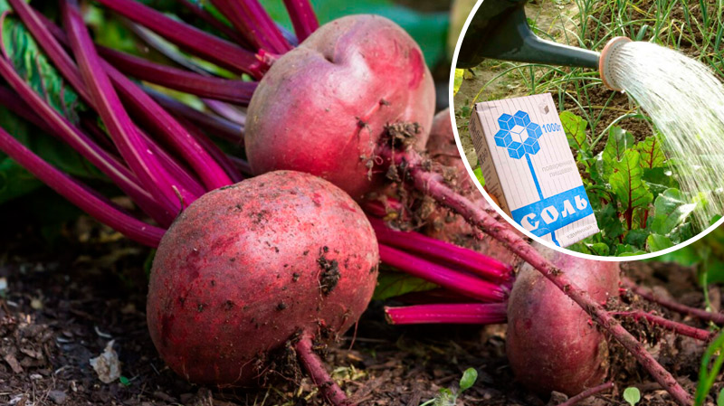 Полив буряків солоною водою — простий секрет для солодкого врожаю