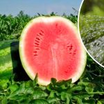 Достатньо лише 1 пакетика — і кавуни ростуть мов на дріжджах!