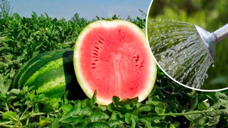 Достатньо лише 1 пакетика — і кавуни ростуть мов на дріжджах!