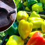 Чому перець не червоніє: пояснення і поради для прискорення дозрівання