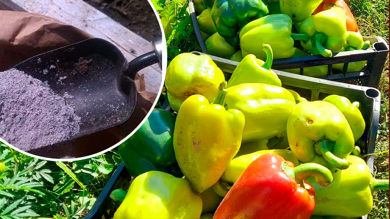 Чому перець не червоніє: пояснення і поради для прискорення дозрівання