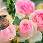 2 чайні ложки на 10 літрів — і троянди цвітуть безперервно все літо!