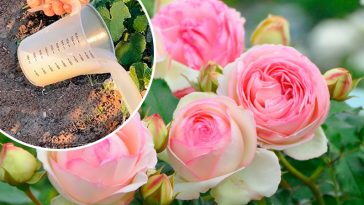 2 чайні ложки на 10 літрів — і троянди цвітуть безперервно все літо!