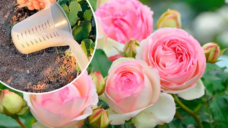 2 чайні ложки на 10 літрів — і троянди цвітуть безперервно все літо!