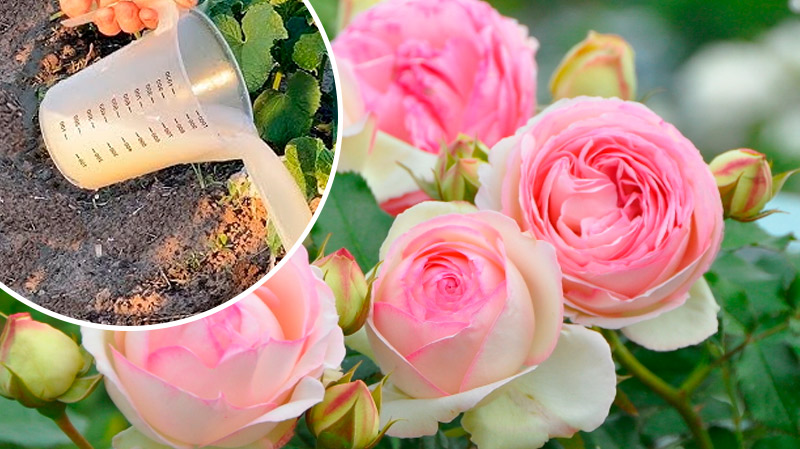 2 чайні ложки на 10 літрів — і троянди цвітуть безперервно все літо!