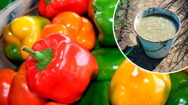 Щороку збираю до 3 кг перцю з одного куща! Вистачає і собі, і рідним, ще й лишається на зиму