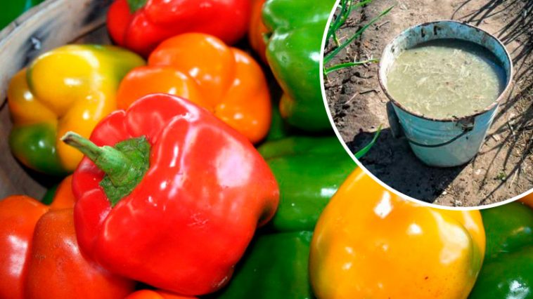 Щороку збираю до 3 кг перцю з одного куща! Вистачає і собі, і рідним, ще й лишається на зиму