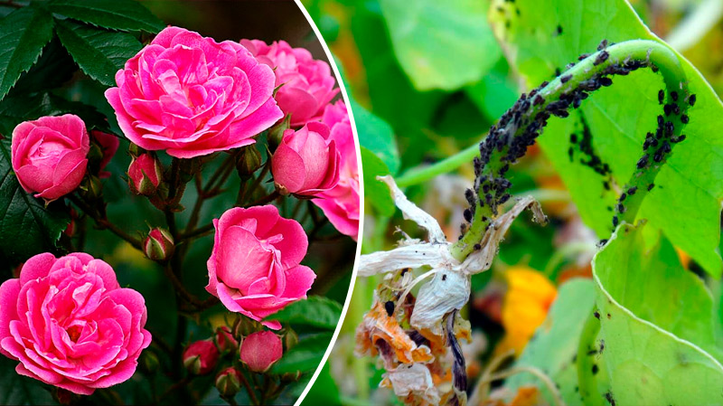 🪴 4 ефективні мильні розчини від попелиці, які врятують ваші рослини!