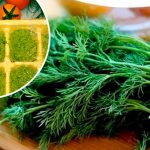 Ароматний соус із кропу на зиму — краще за “Песто”!