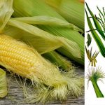 Кукурудзяні рильця: 30 корисних властивостей та способи застосування