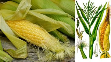 Кукурудзяні рильця: 30 корисних властивостей та способи застосування