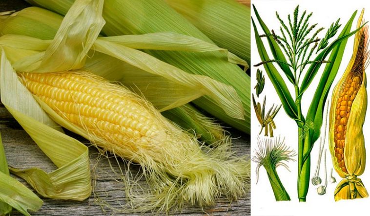 Кукурудзяні рильця: 30 корисних властивостей та способи застосування