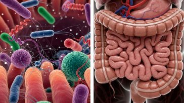 Чому важливо підтримувати мікробіом кишечника?