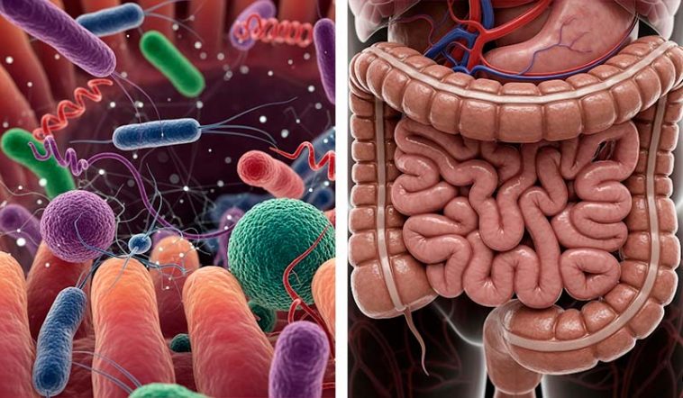 Чому важливо підтримувати мікробіом кишечника?