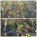 Чи варто скошувати картопляне бадилля: поради від агронома