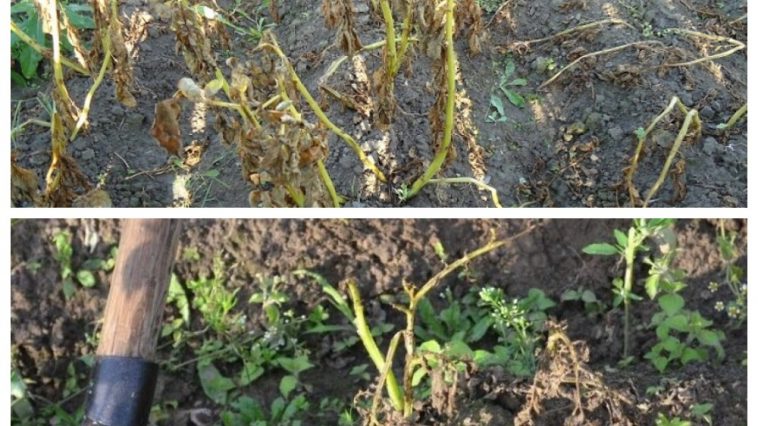 Чи варто скошувати картопляне бадилля: поради від агронома