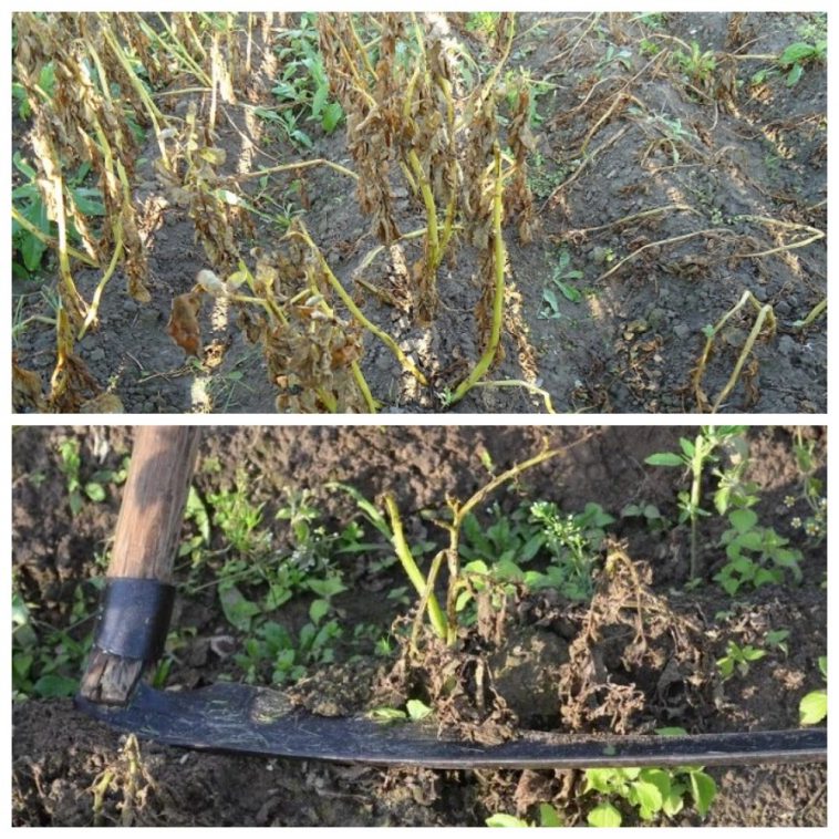 Чи варто скошувати картопляне бадилля: поради від агронома