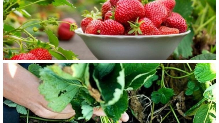 Що варто зробити з полуницею в серпні, щоб отримати щедрий урожай наступного року