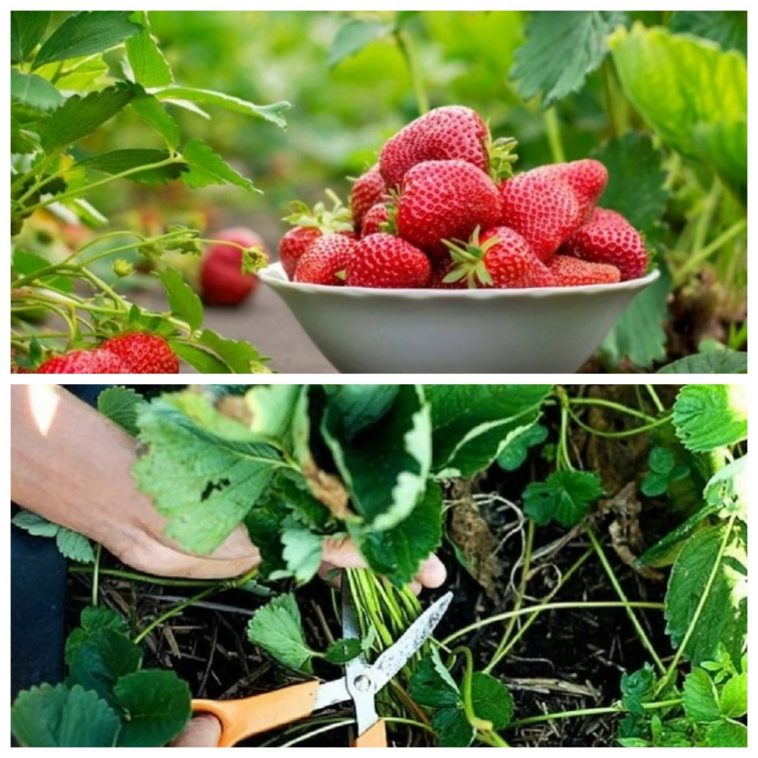 Що варто зробити з полуницею в серпні, щоб отримати щедрий урожай наступного року