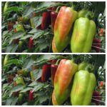 Як швидше отримати стиглий перець: 3 дієві методи