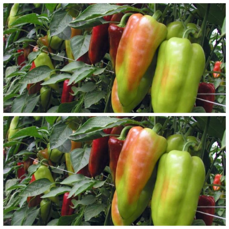 Як швидше отримати стиглий перець: 3 дієві методи