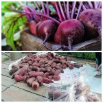 Щоб борщ був на столі всю зиму: як зберегти буряк здоровим і без хвороб