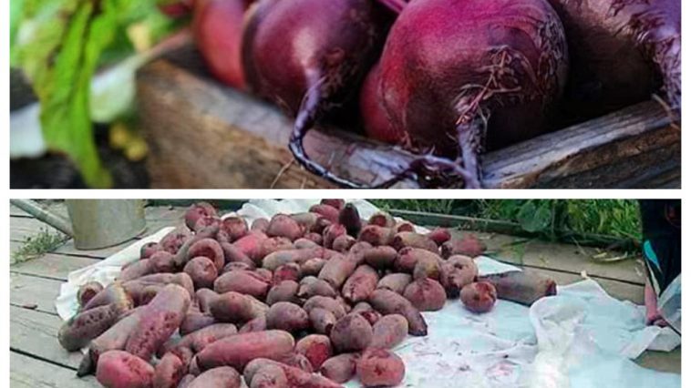 Щоб борщ був на столі всю зиму: як зберегти буряк здоровим і без хвороб