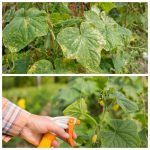 Як повернути огіркам зелений колір та врожайність усього за 3 дні 🌿🥒