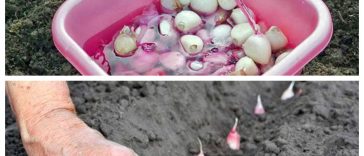 Як правильно обробити часник перед зимовою посадкою, щоб зібрати щедрий врожай наступного року