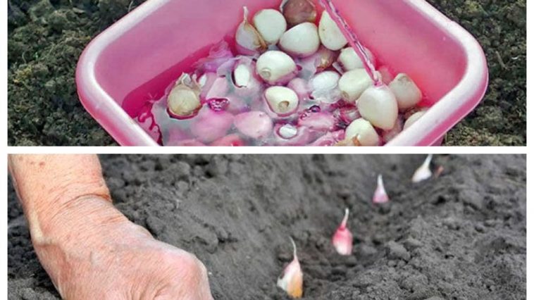 Як правильно обробити часник перед зимовою посадкою, щоб зібрати щедрий врожай наступного року