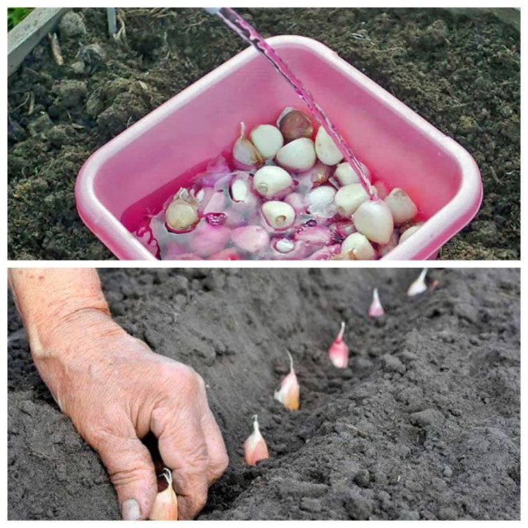 Як правильно обробити часник перед зимовою посадкою, щоб зібрати щедрий врожай наступного року