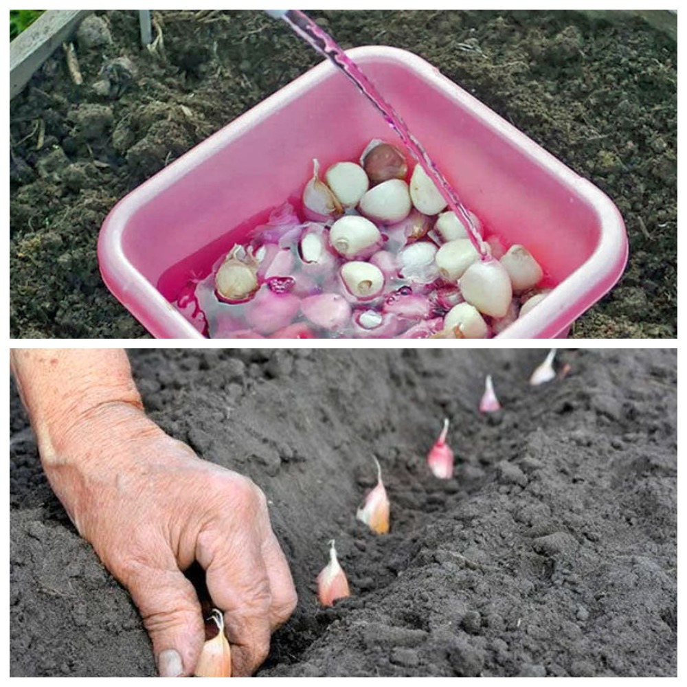 Як правильно обробити часник перед зимовою посадкою, щоб зібрати щедрий врожай наступного року