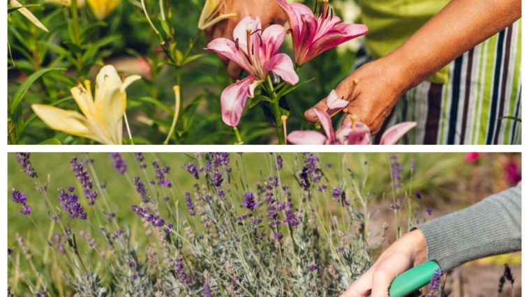 5 рослин, яким потрібна серпнева обрізка: секрети догляду за садом