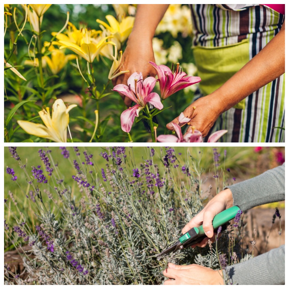 5 рослин, яким потрібна серпнева обрізка: секрети догляду за садом