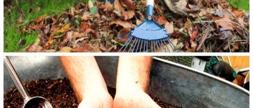 Не палiть опале листя — приготуйте з нього безкоштовний ґрунтовий кондиціонер!